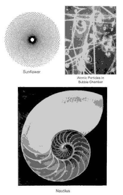 iqoptions Logarithmic spiral